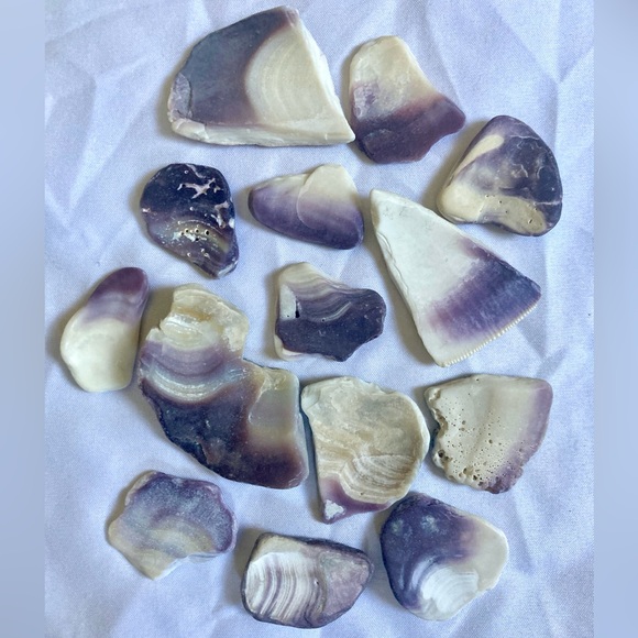 LARGE quahog shells - Picture 2 of 6